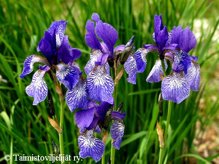  Iris sibirica 